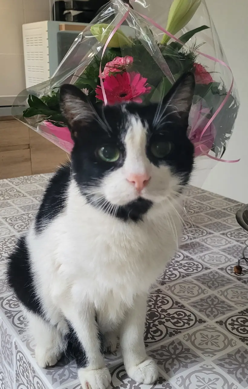 chat lost 19 Rue Maurice Barrès 66000 Perpignan 