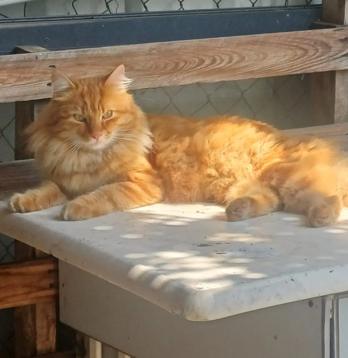 Chat Perdu 67 Bas-Rhin Strasbourg - Boncuk