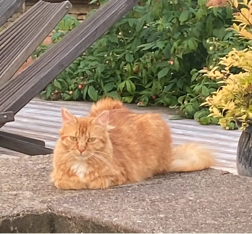 Chat Perdu 70 Haute-Saône