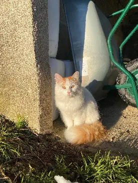 Chat Perdu 76 Seine-Maritime