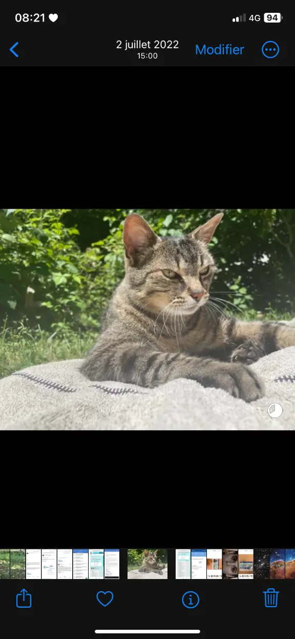 Chat Perdu 77 Seine-et-Marne - Titi