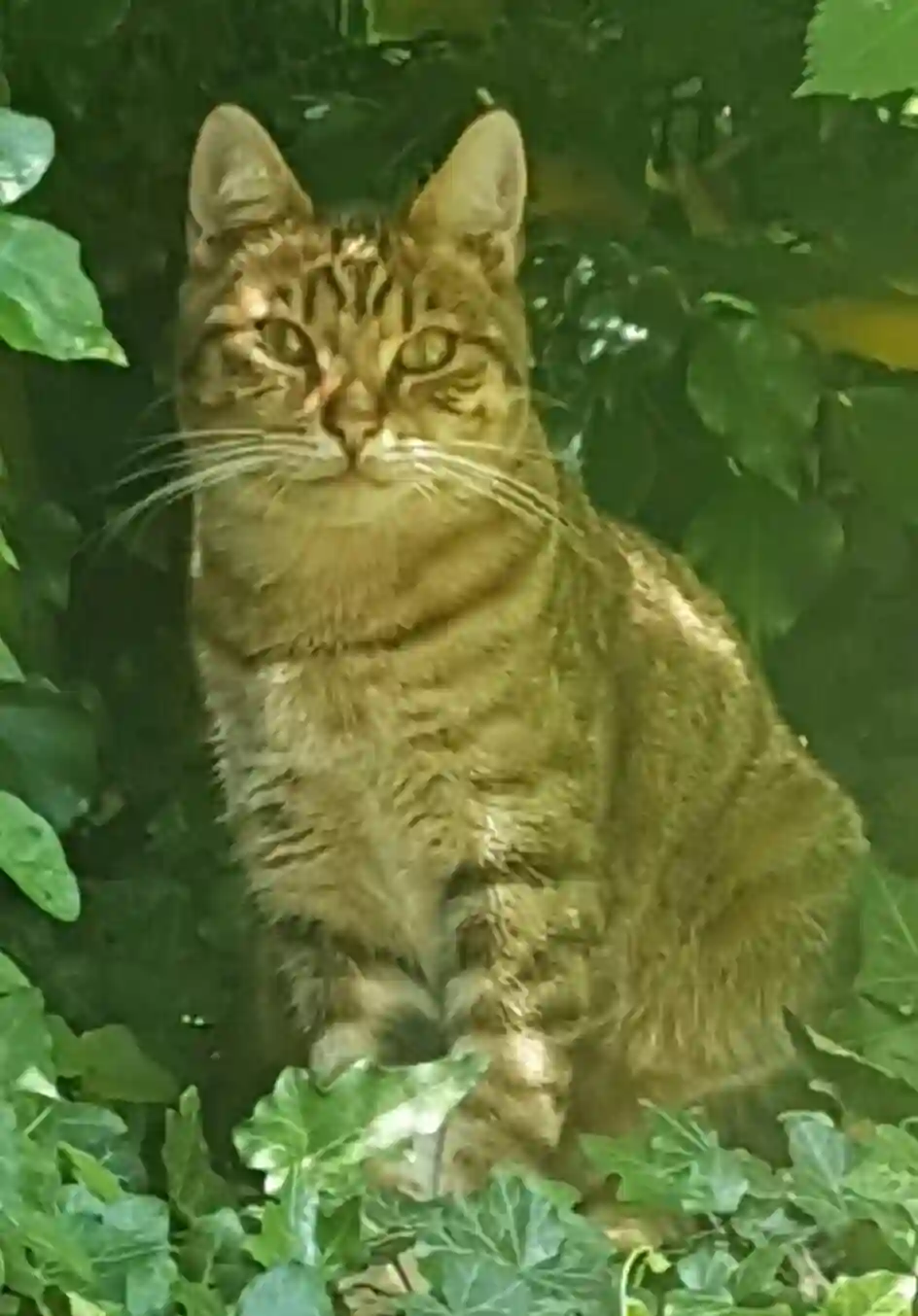 Chat Perdu 78 Yvelines - Filou