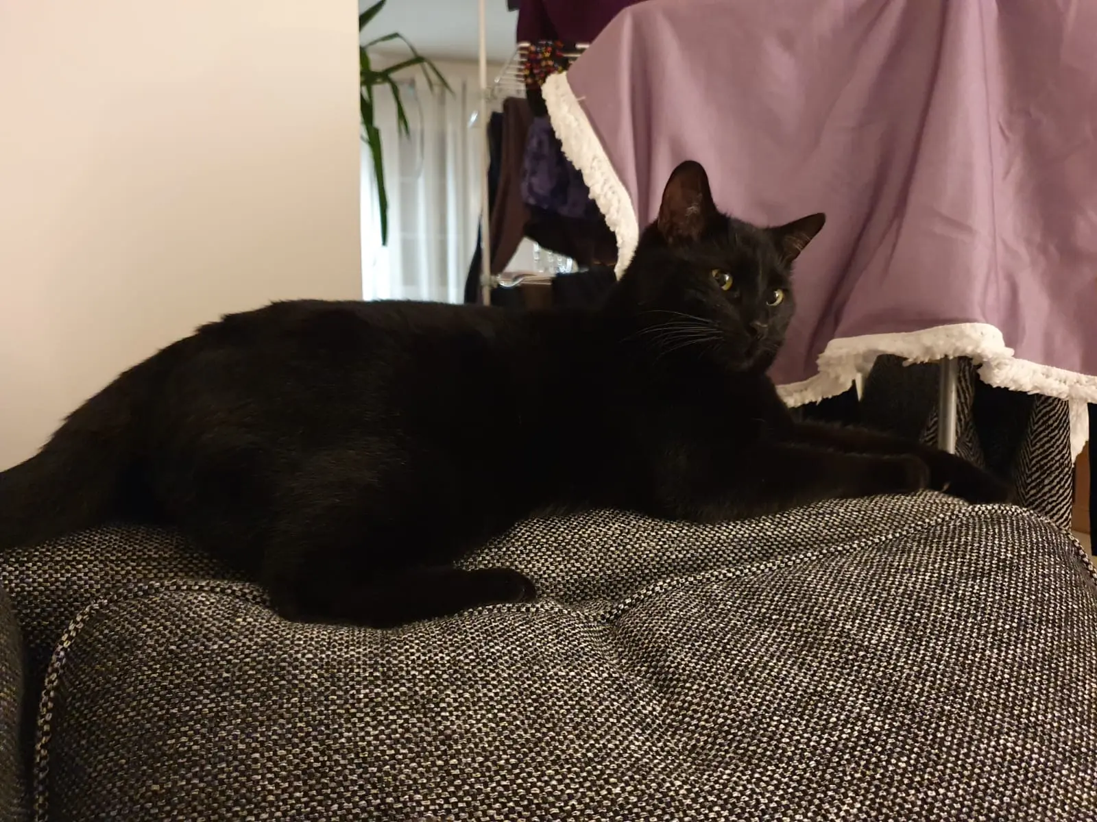 Chat Perdu 78 Yvelines