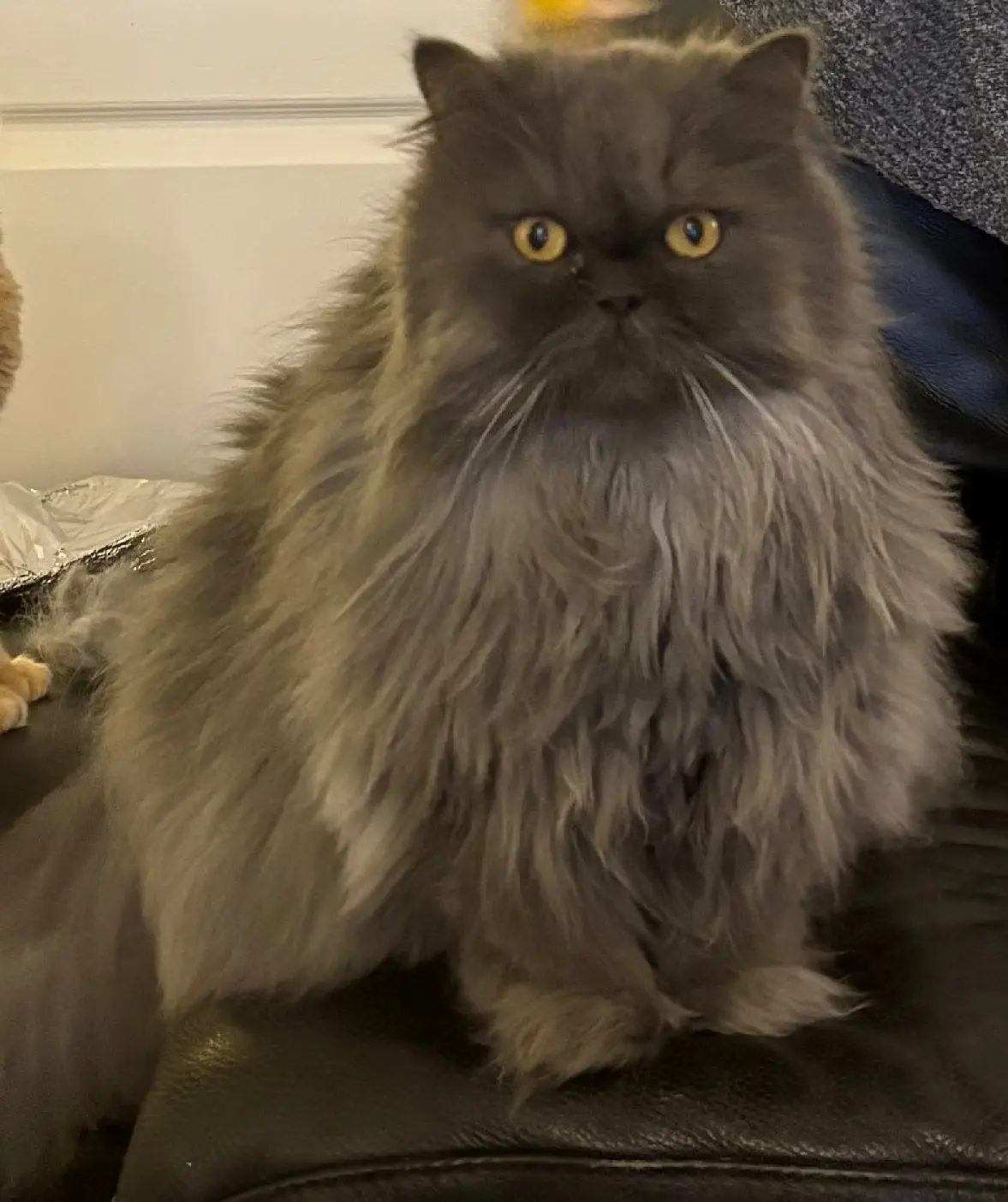 chat lost 18 Rue de la Cour aux Huans 78200 Boissy-Mauvoisin 