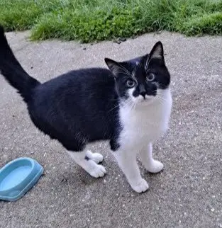 chat lost   85140 Saint-Martin-des-Noyers Oréo