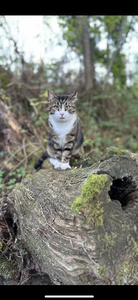 Chat Perdu 89 Yonne - Edgar