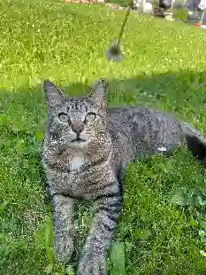 Chat Perdu 89 Yonne - Milo