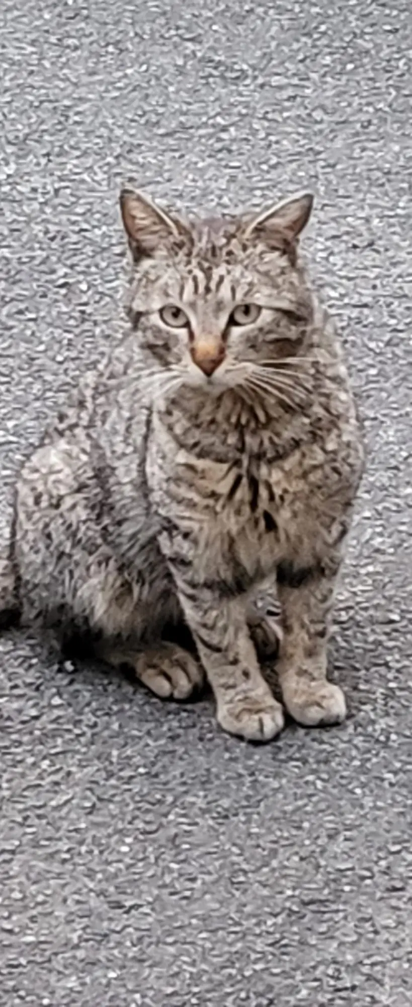 Chat Perdu 91 Essonne - Sid