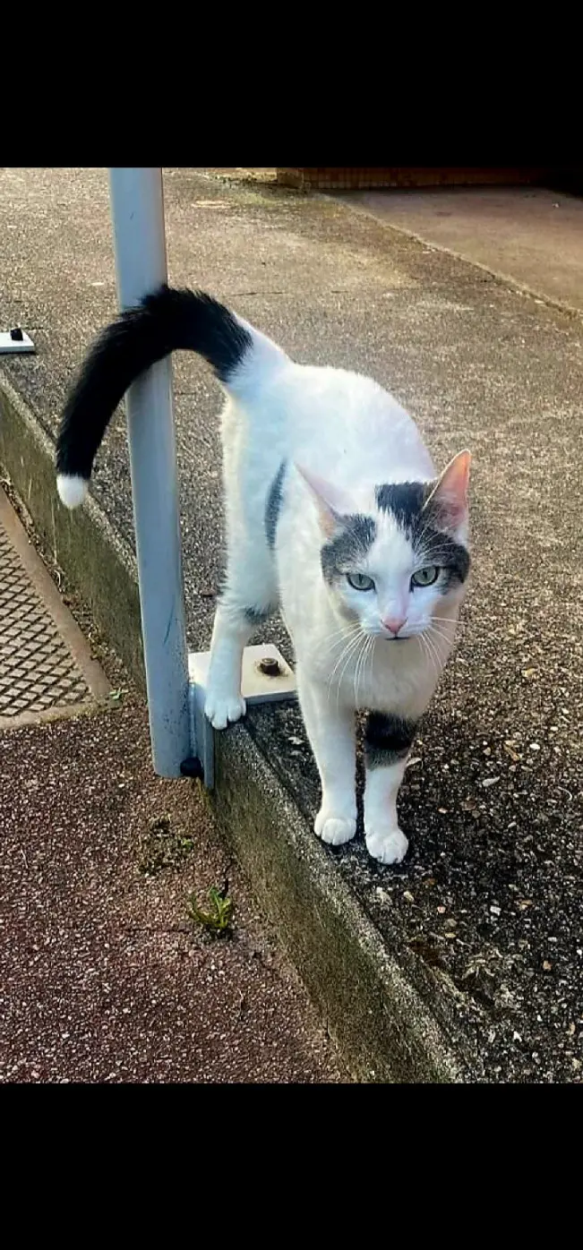 Chat Perdu 92 Hauts-de-Seine