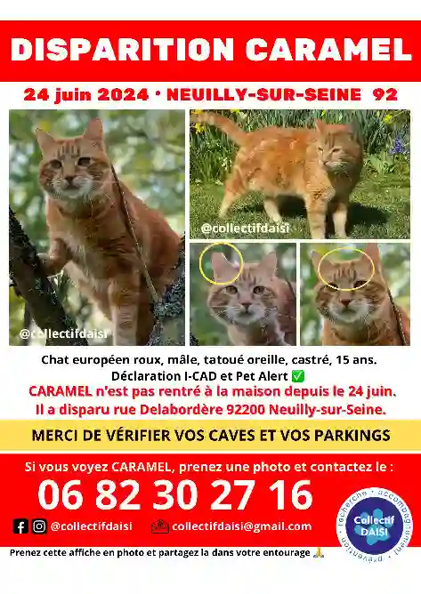 Chat Perdu 92 Hauts-de-Seine - Caramel