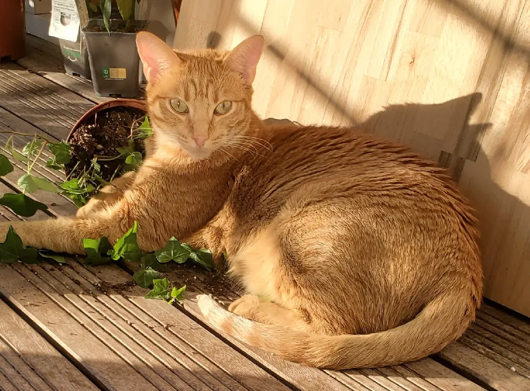 Chat Perdu 92 Hauts-de-Seine