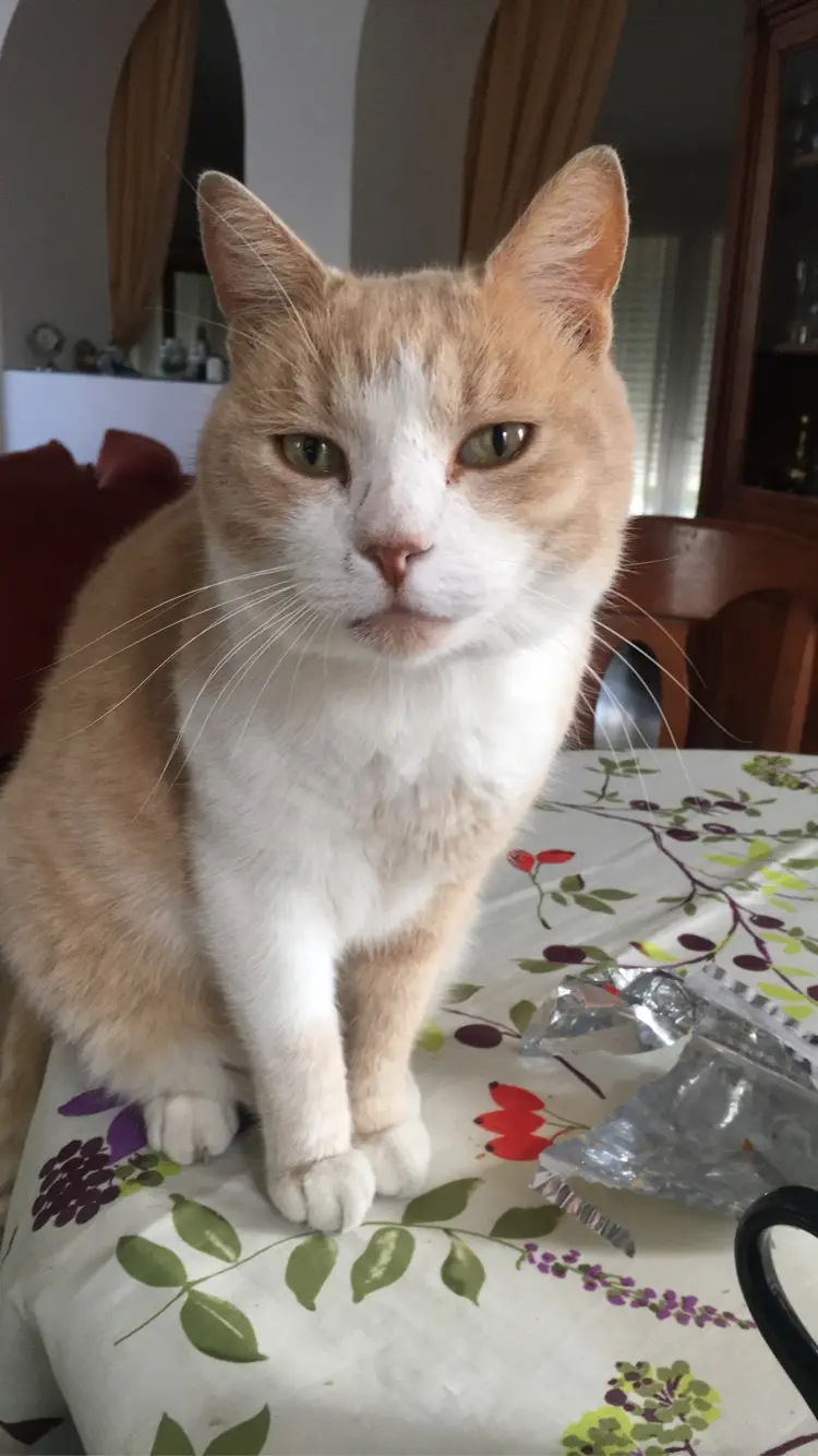 chat lost 21 Rue Pierre Brossolette 92500 Rueil-Malmaison Gimmick