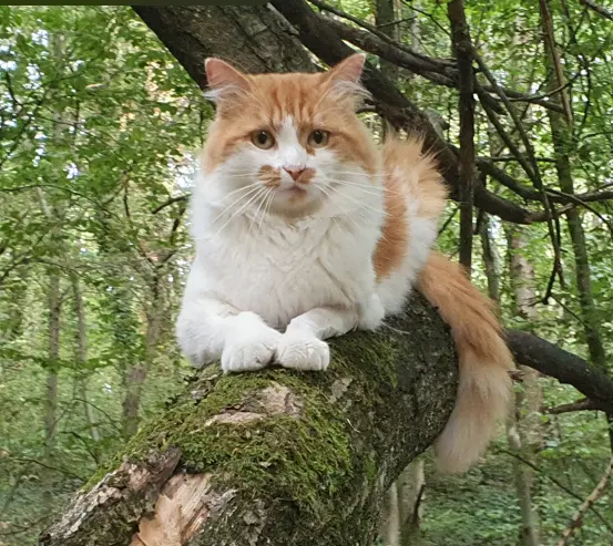 Chat Perdu 92 Hauts-de-Seine - Phebus