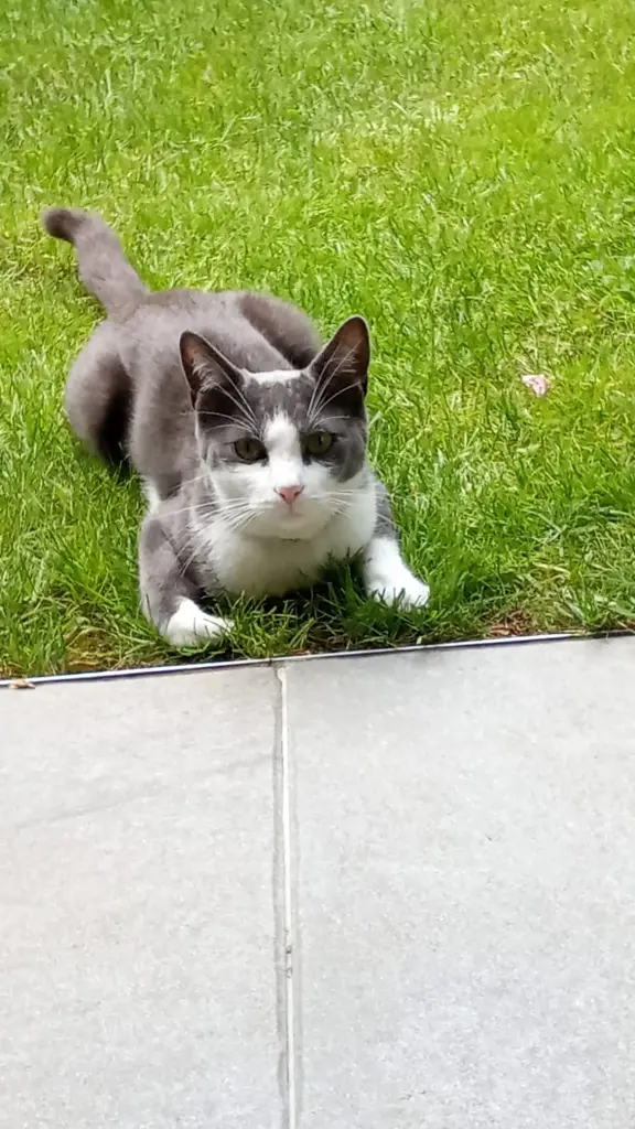 Chat Perdu 92 Hauts-de-Seine