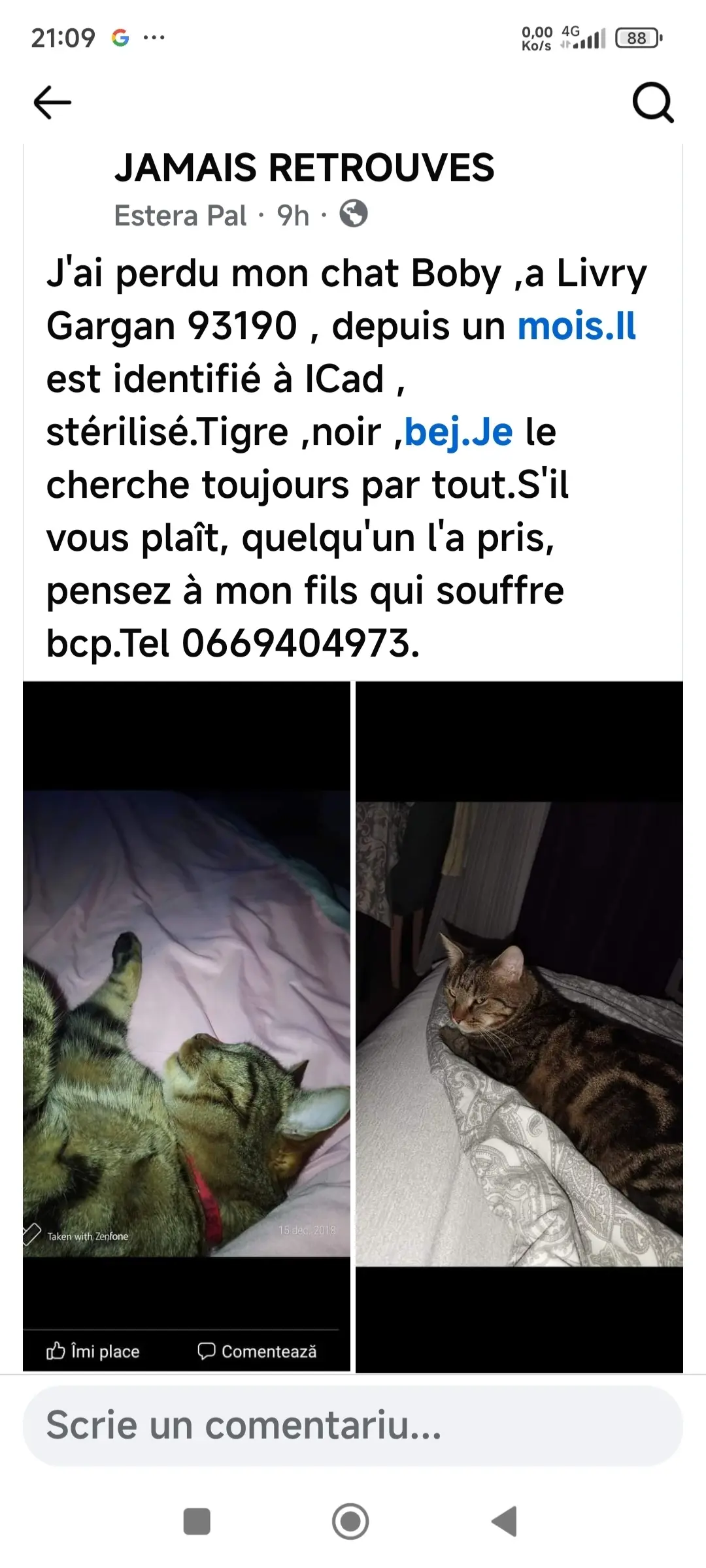 chat lost  Allée Jules Ladoumègue 93190 Livry-Gargan Boby