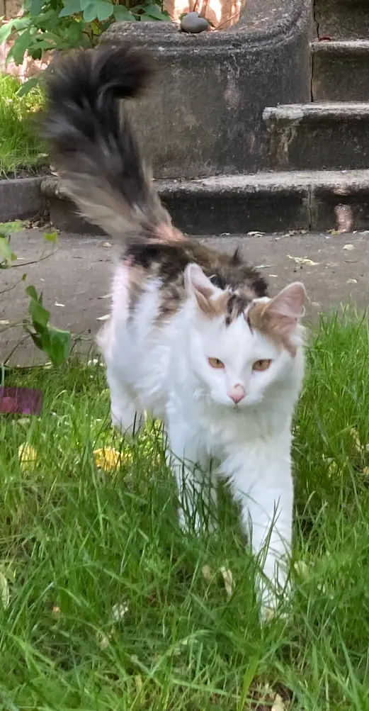 Chat Perdu 93 Seine-Saint-Denis - Eden