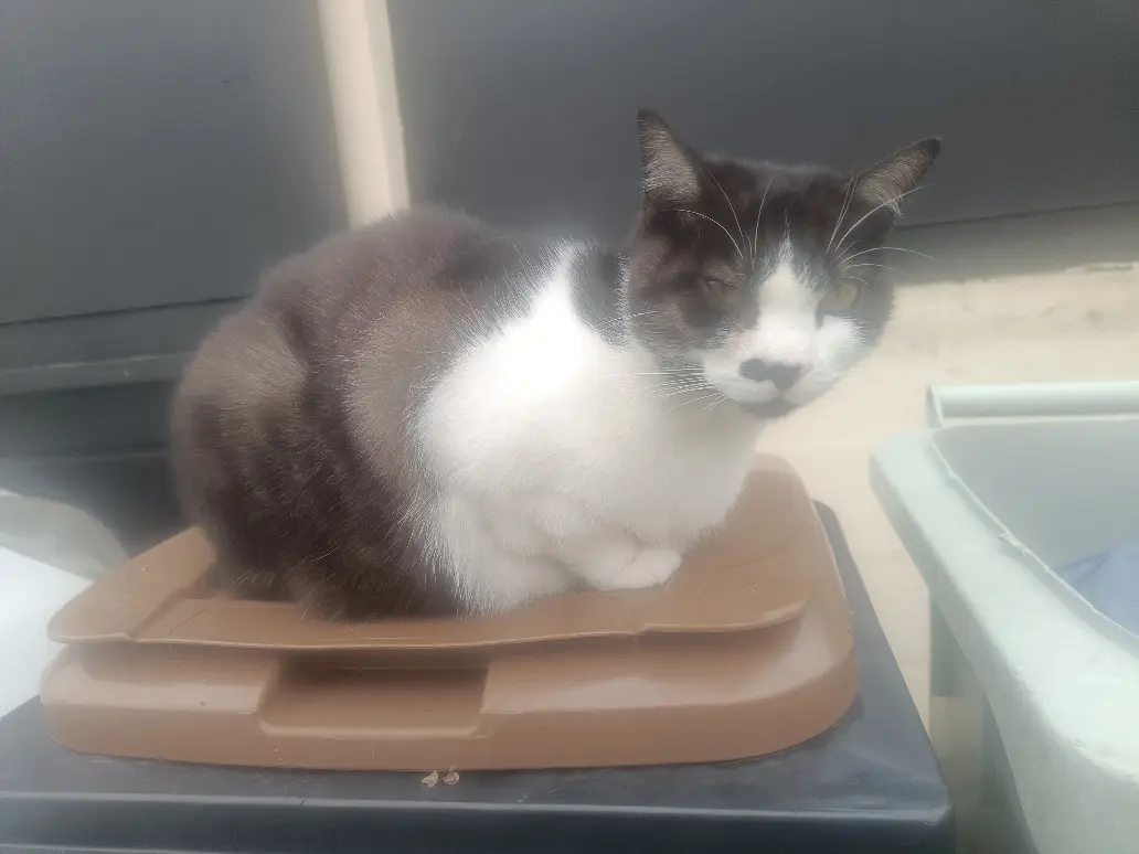 Chat Perdu 93 Seine-Saint-Denis - Oreo