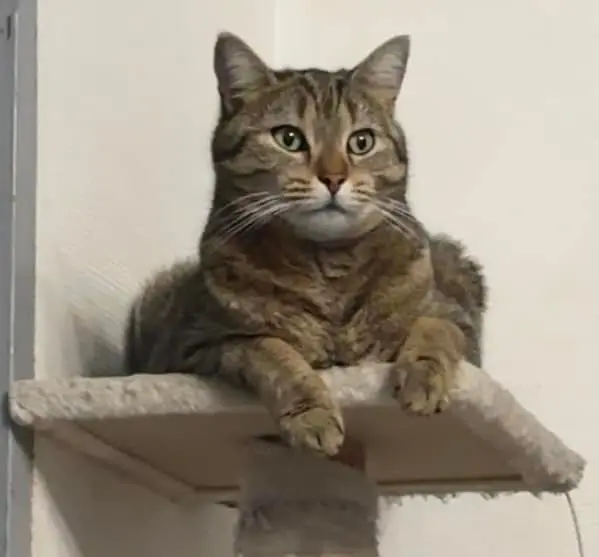 Chat Perdu 93 Seine-Saint-Denis - Spyro