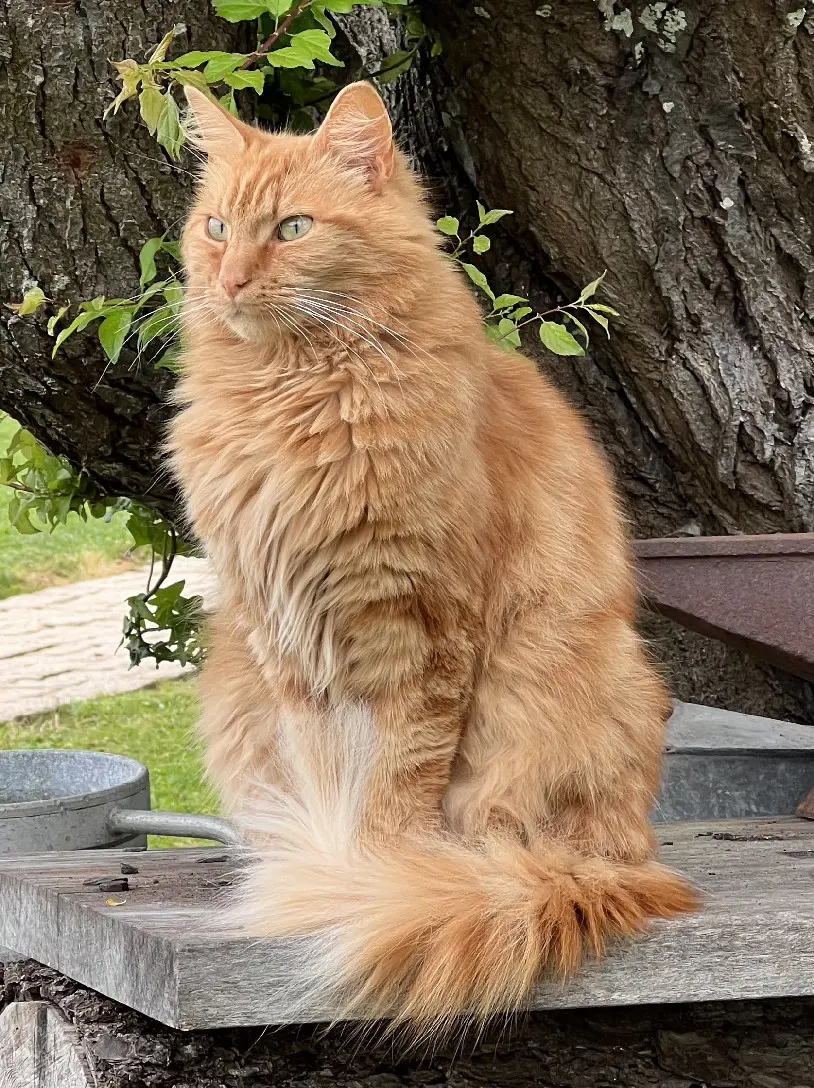 Chat Trouvé 17 Charente-Maritime