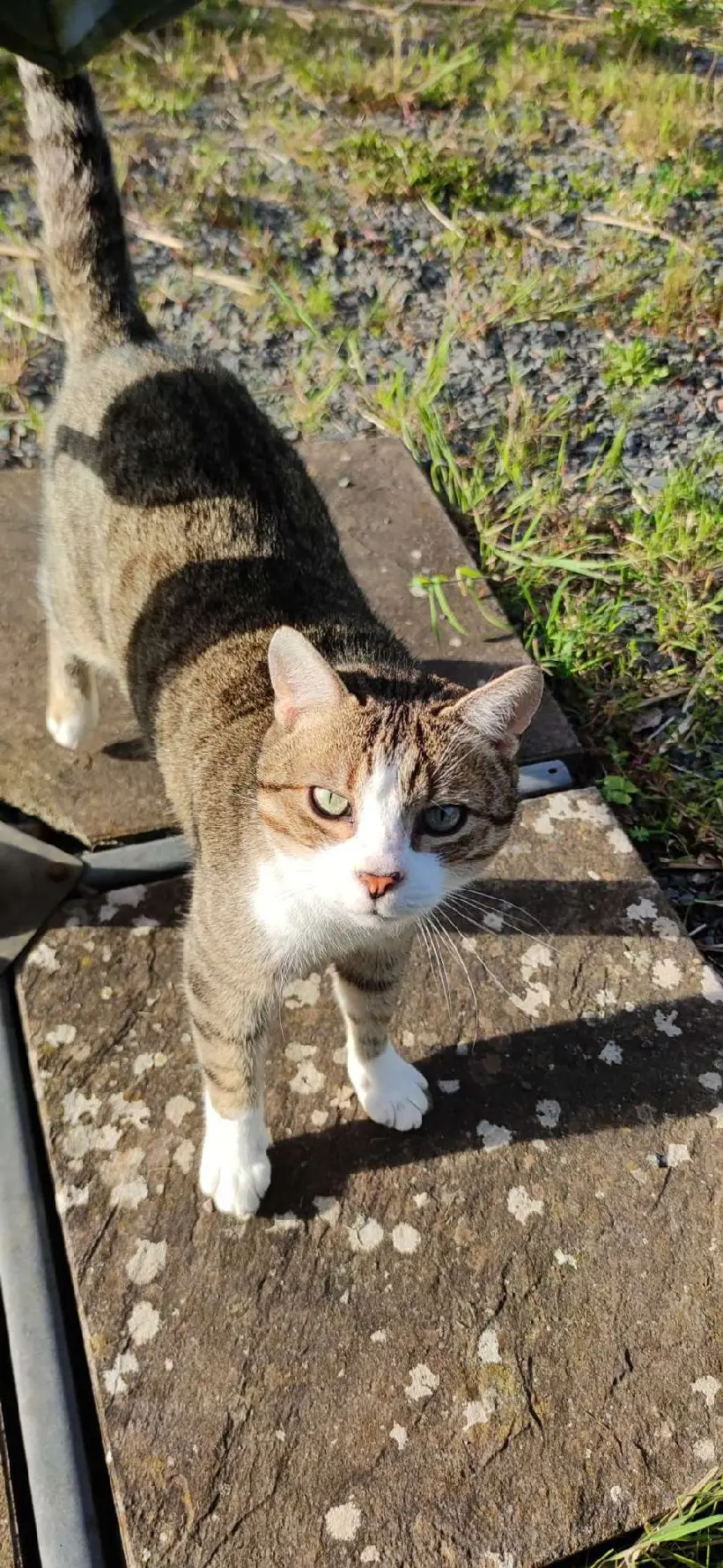 Chat Trouvé 54 Meurthe-et-Moselle