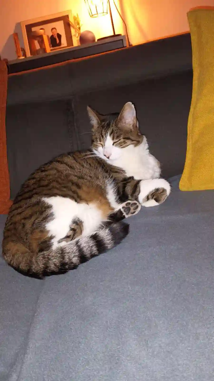 Chat Trouvé 54 Meurthe-et-Moselle - Gaston