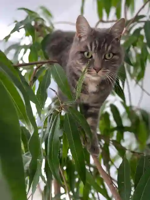 Chat Perdu 54 Meurthe-et-Moselle - Pompon