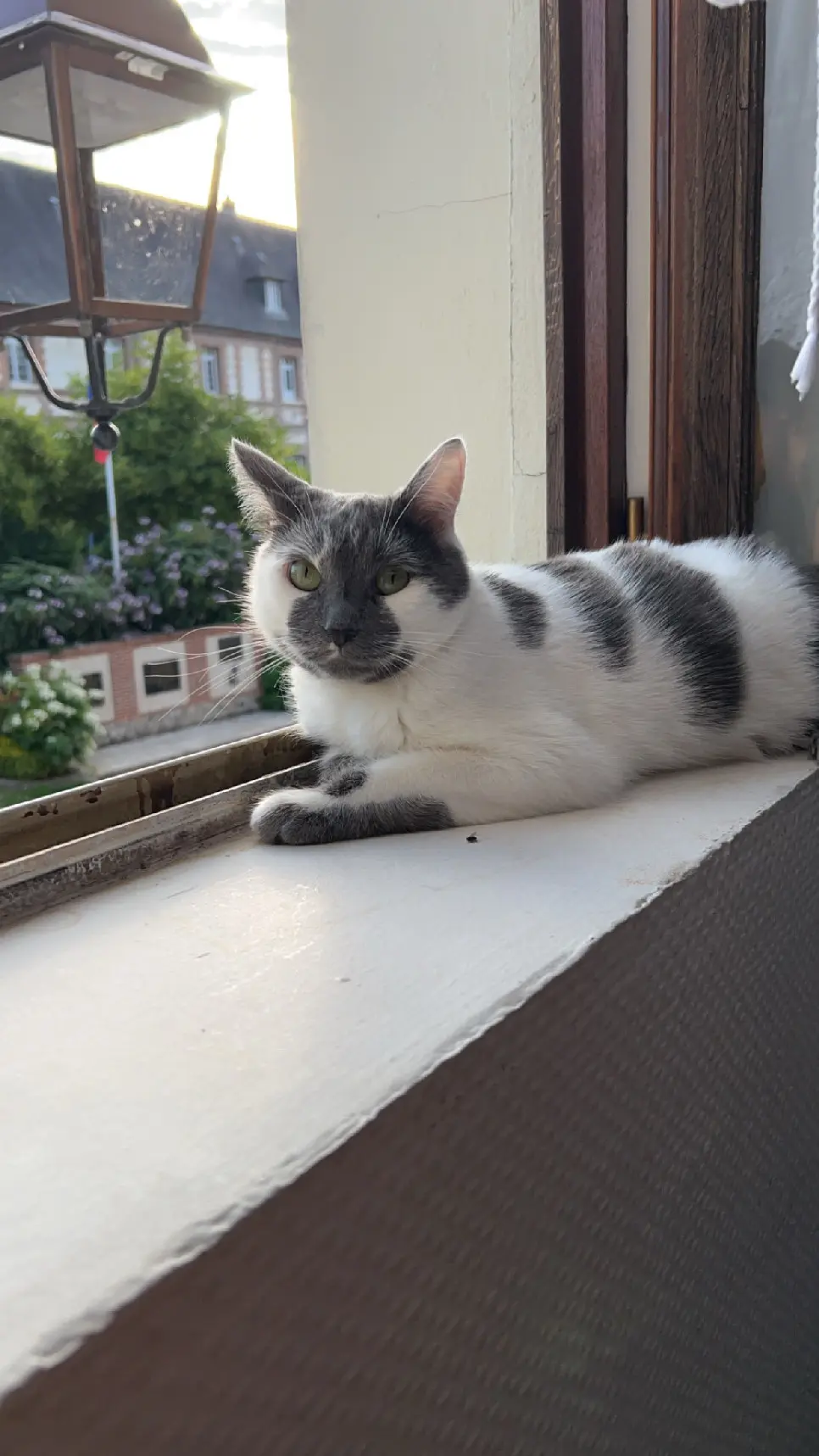 Chat Trouvé 59 Nord