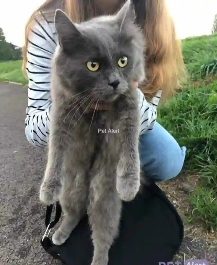 Chat Trouvé 70 Haute-Saône