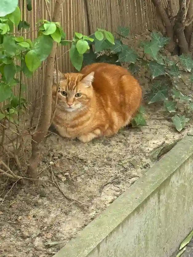 Chat Trouvé 75C Paris - Jimmy