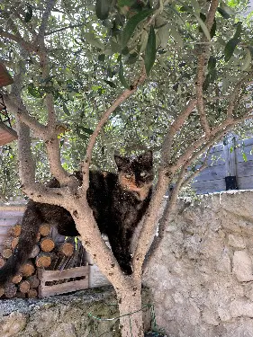 Chatte Perdue 14 Calvados Caen - Scratch