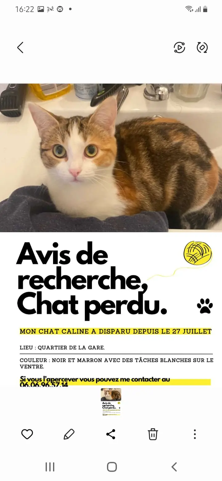 Chatte Perdue 14 Calvados Caen