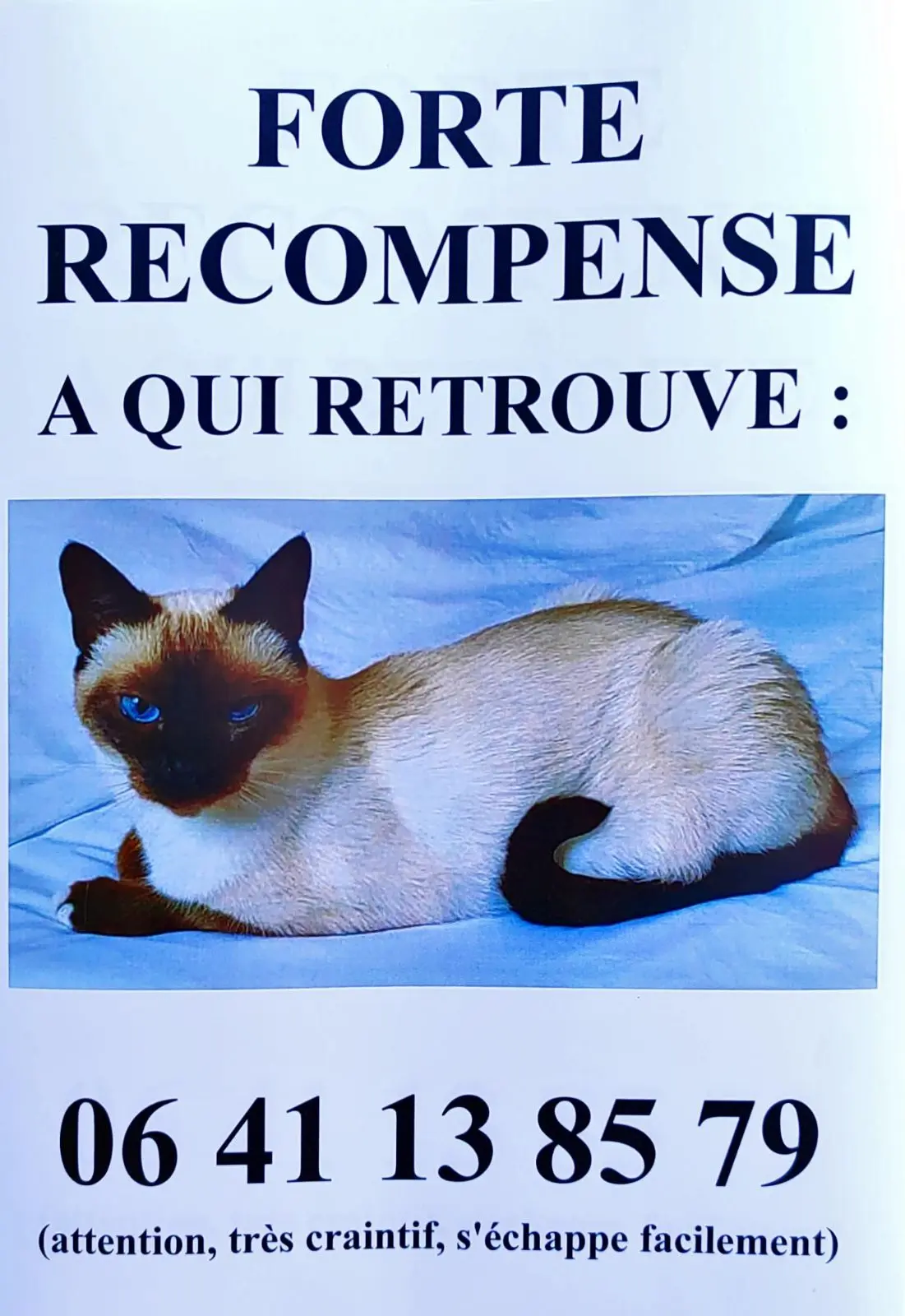 Chatte Perdue 17 Charente-Maritime