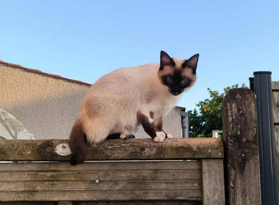 Chatte Perdue 17 Charente-Maritime - Hina