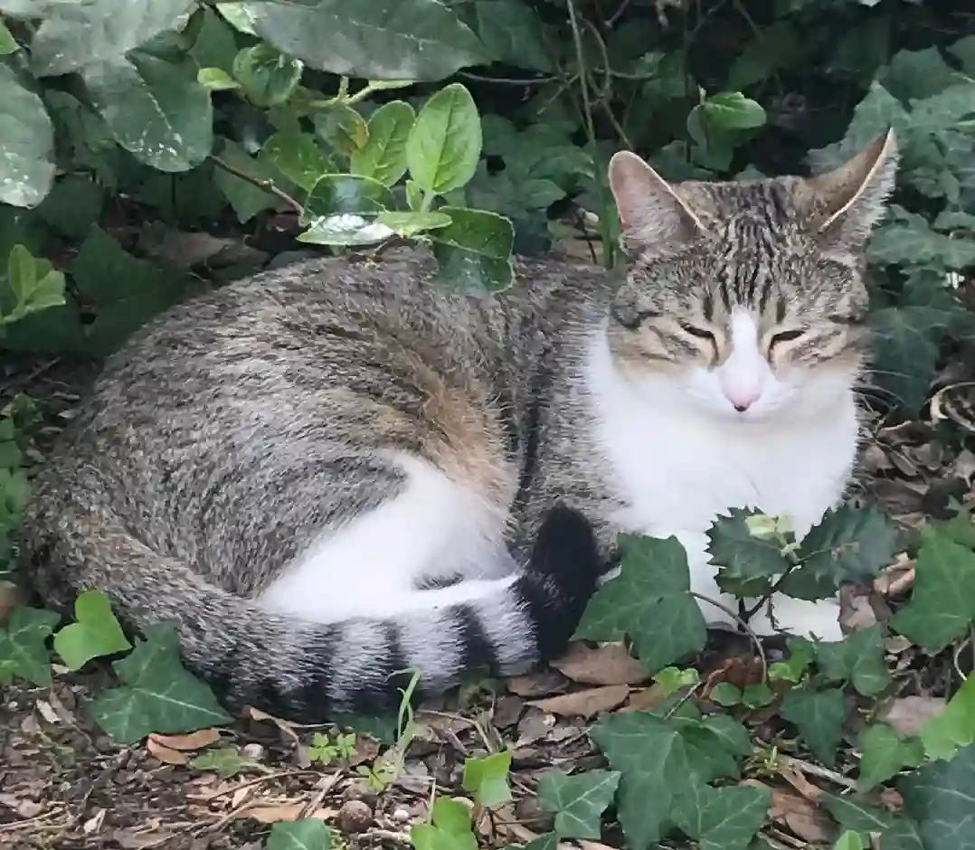 Chatte Perdue 17 Charente-Maritime - Misti