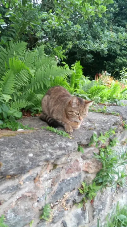 Chatte Perdue 29 Finistère - Minette