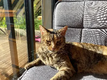 Chatte Perdue 29 Finistère Plobannalec-Lesconil - Pilpous