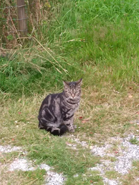 Chatte Perdue 29 Finistère