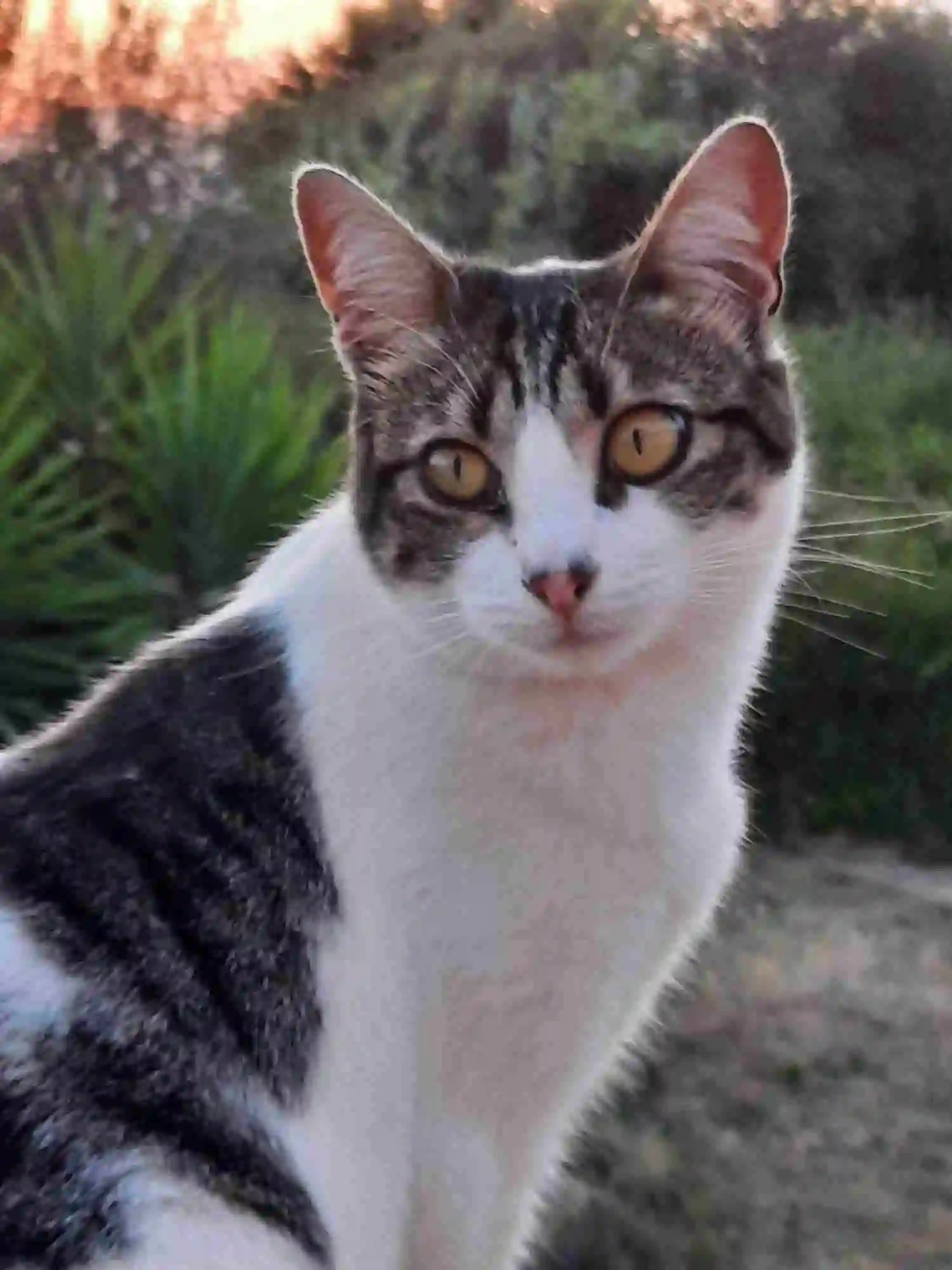 Chatte Perdue 2A Corse-du-Sud - Kila