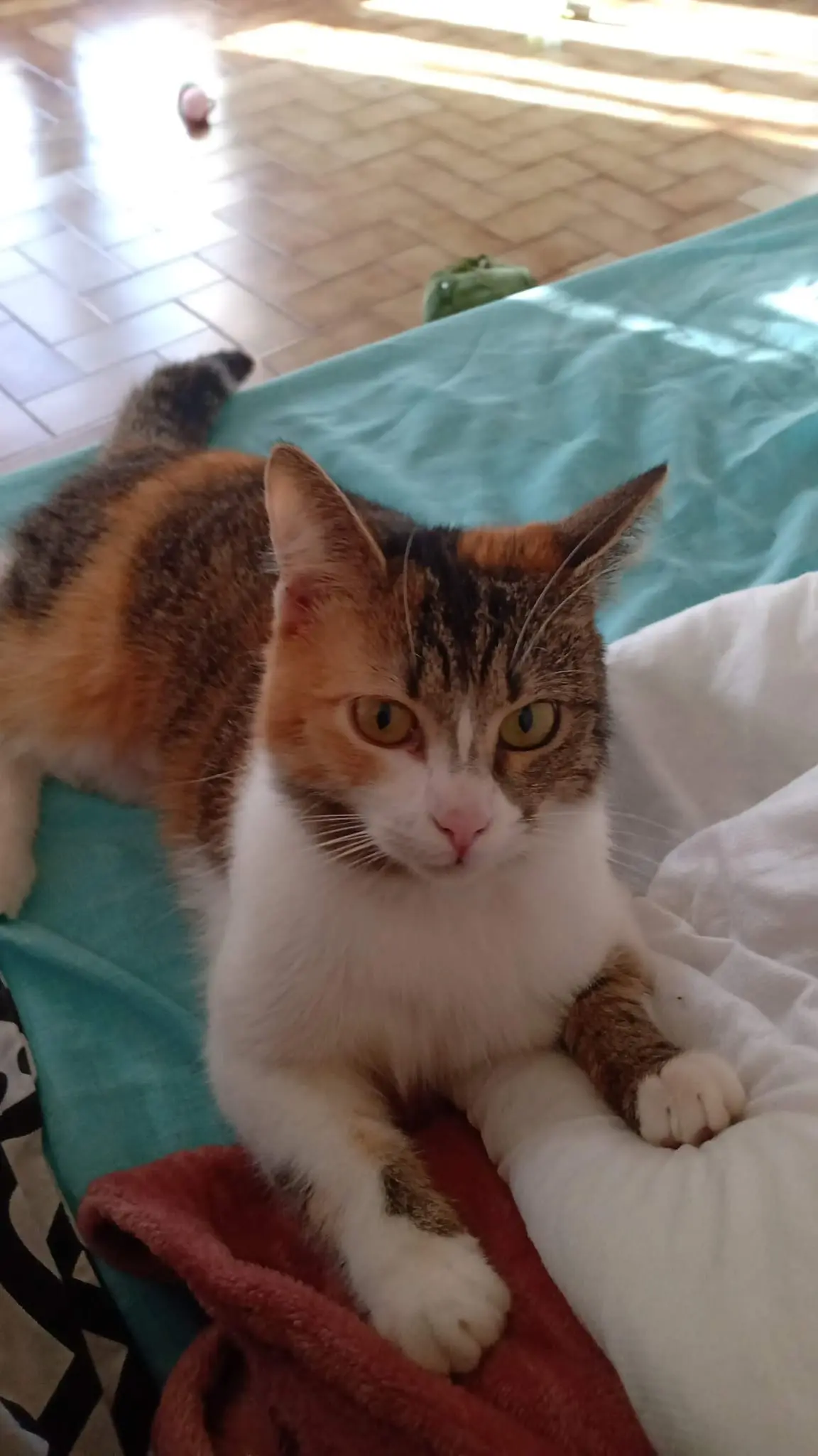 Chatte Perdue 30 Gard Nîmes - Firenze