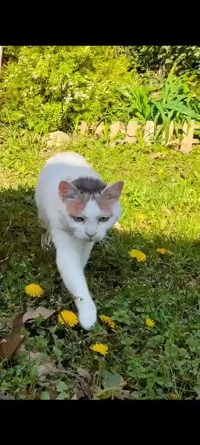 Chatte Perdue 31 Haute-Garonne - Kipa