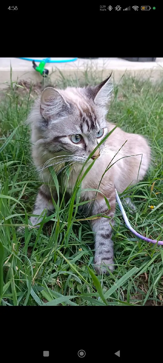 Chatte Perdue 31 Haute-Garonne - Yuna