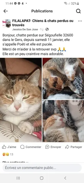 chatte lost   32600 Ségoufielle Poéti