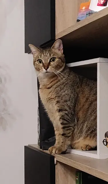 chatte lost   33700 Mérignac Hopper