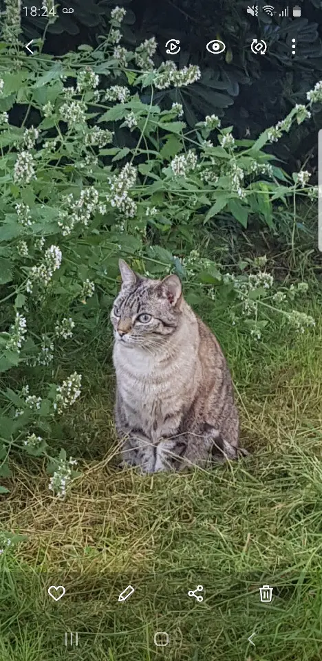 Chatte Perdue 33 Gironde - Noon