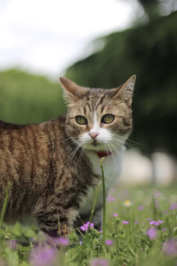 Chatte Perdue 35 Ille-et-Vilaine - Frimousse