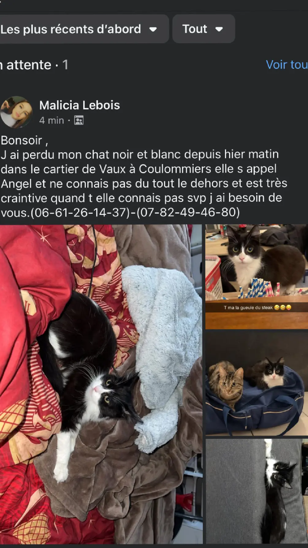 Chatte Perdue 36 Indre