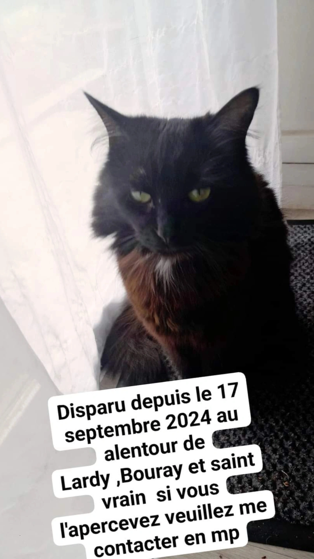 Chatte Perdue 36 Indre - Réglisse