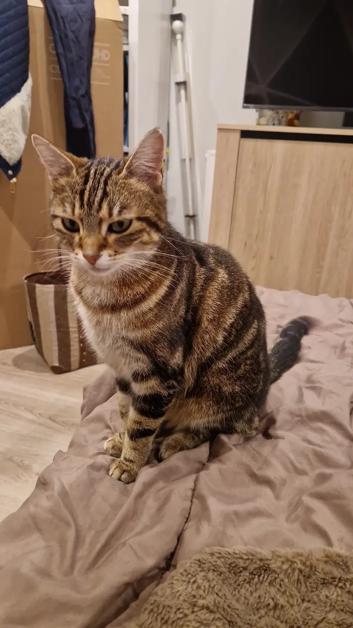 chatte lost 150 Rue de la Garenne 38780 Septème Twyla