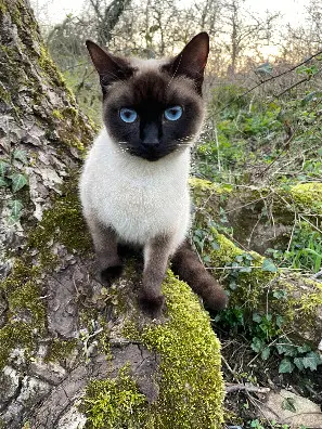 Chatte Perdue 41 Loir-et-Cher - Joey