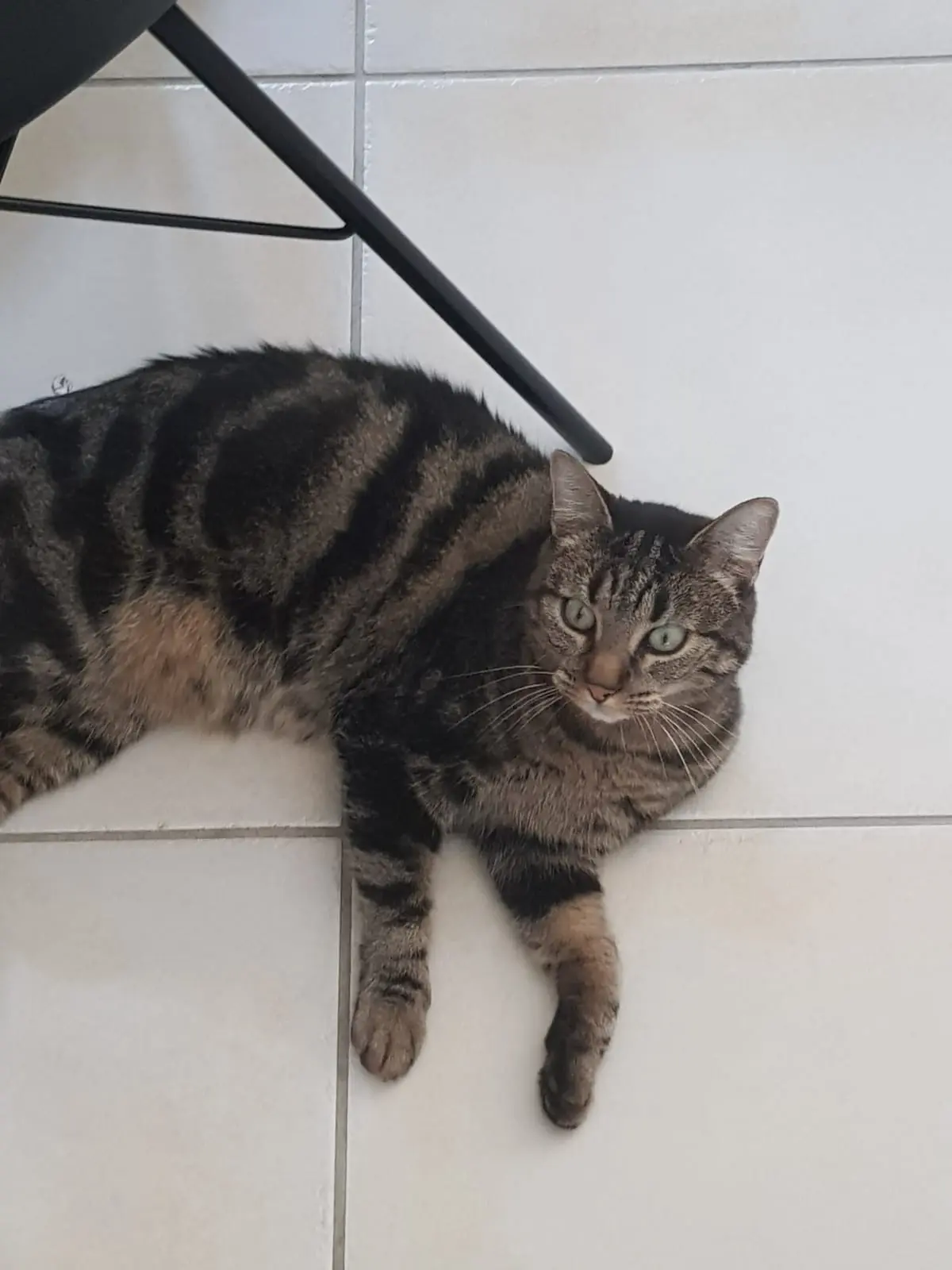 Chatte Perdue 44 Loire-Atlantique - Moka